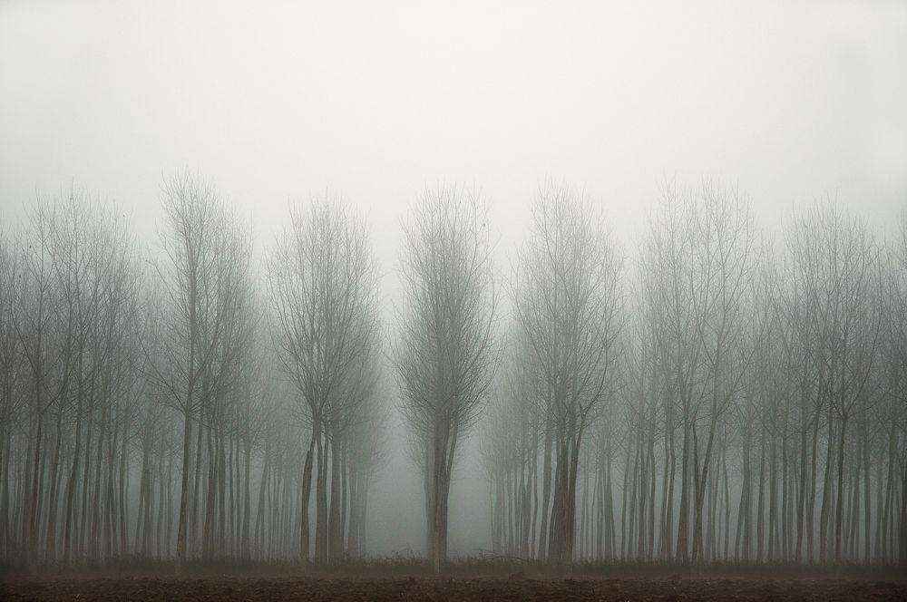 Poplars