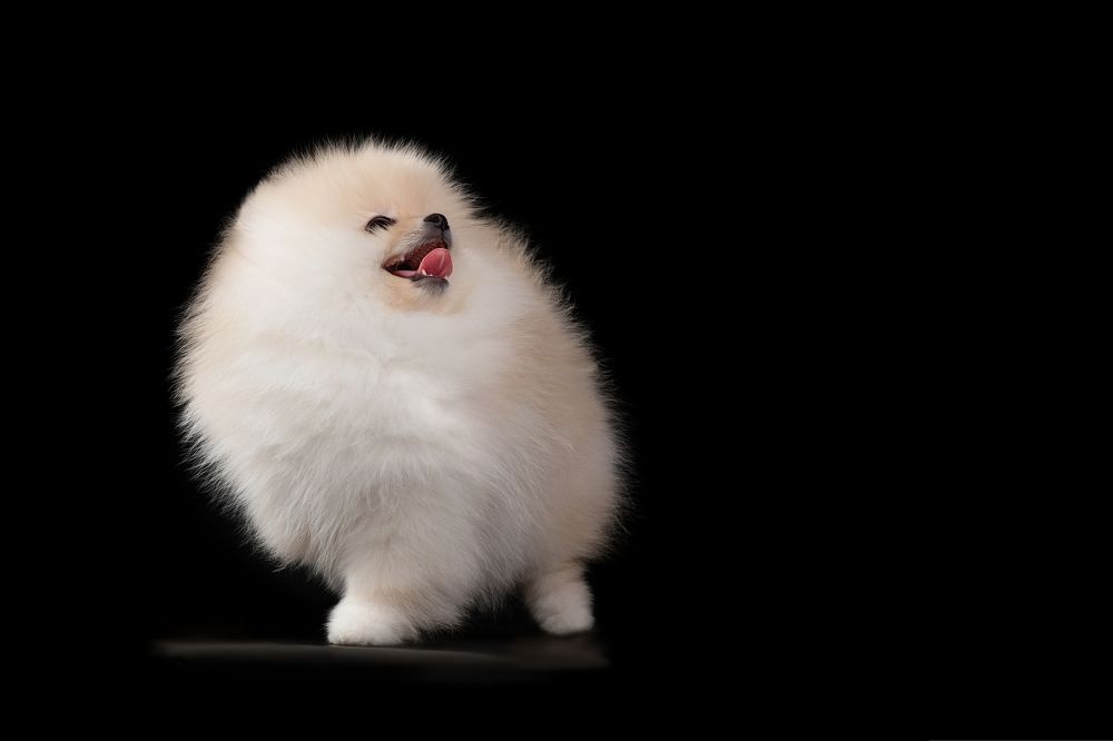 собака - улыбака