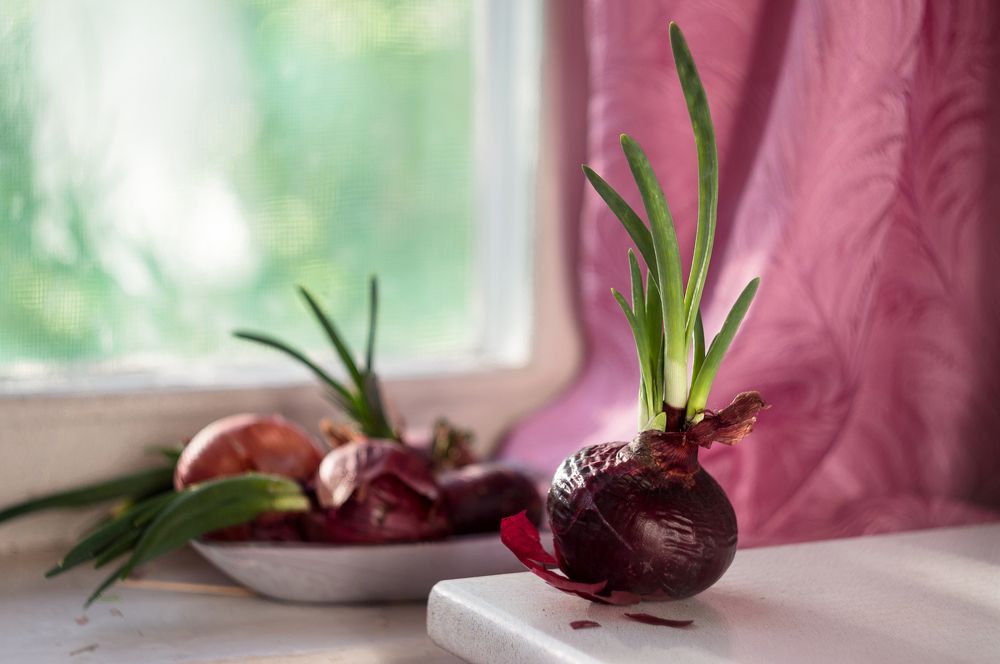 Прорастает