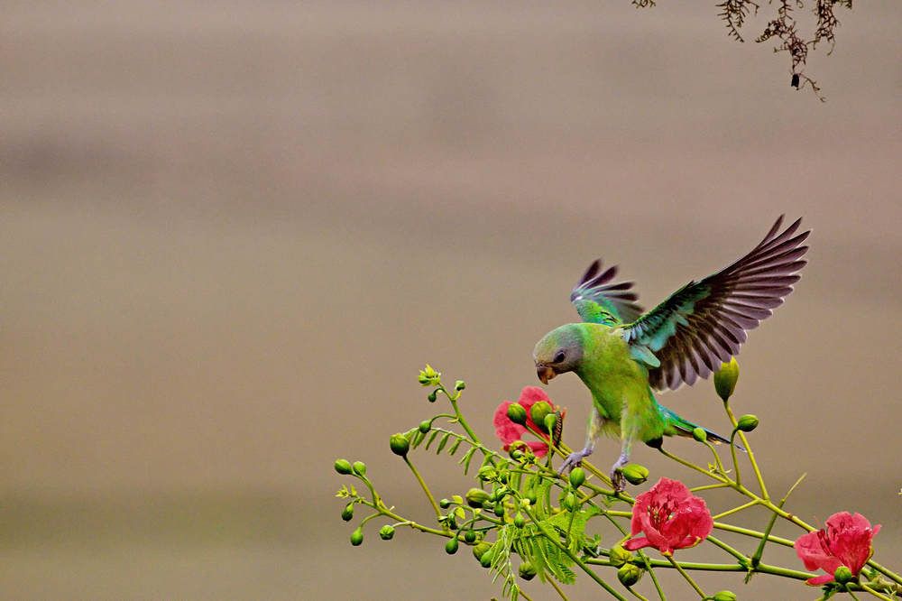 confidence on the wings than the branch