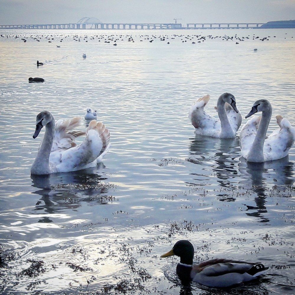 Лебеди в Керчи