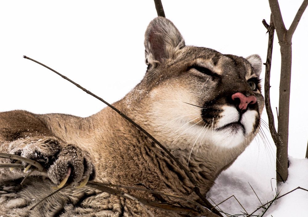 Пума. Царица грации