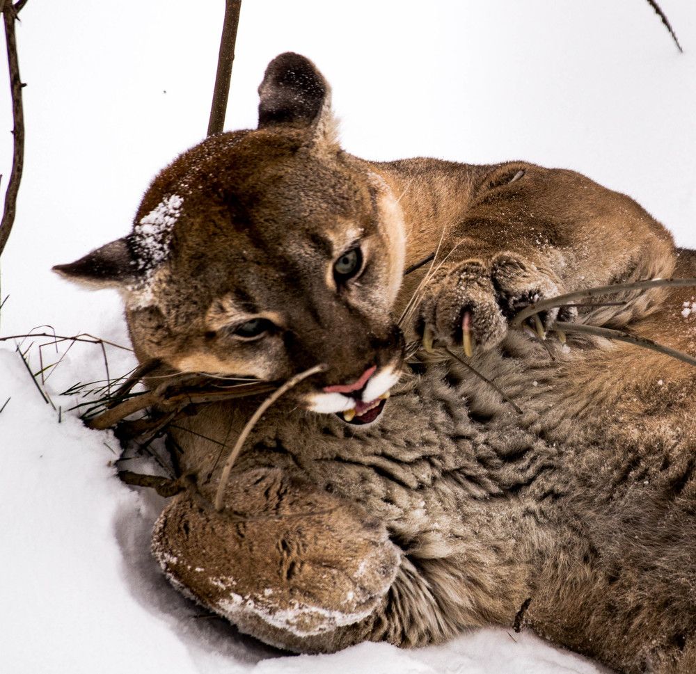 Пума. Зимняя красота