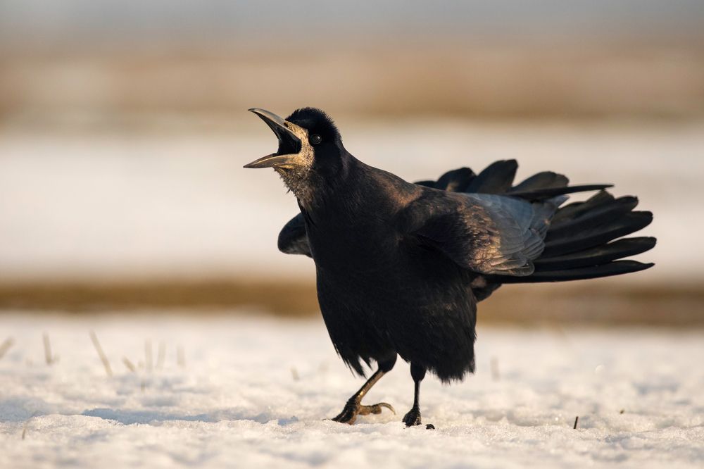 Common Rook shouting loud.