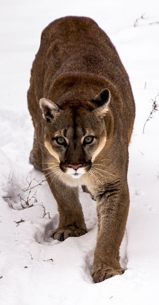 Пума. Царица грации