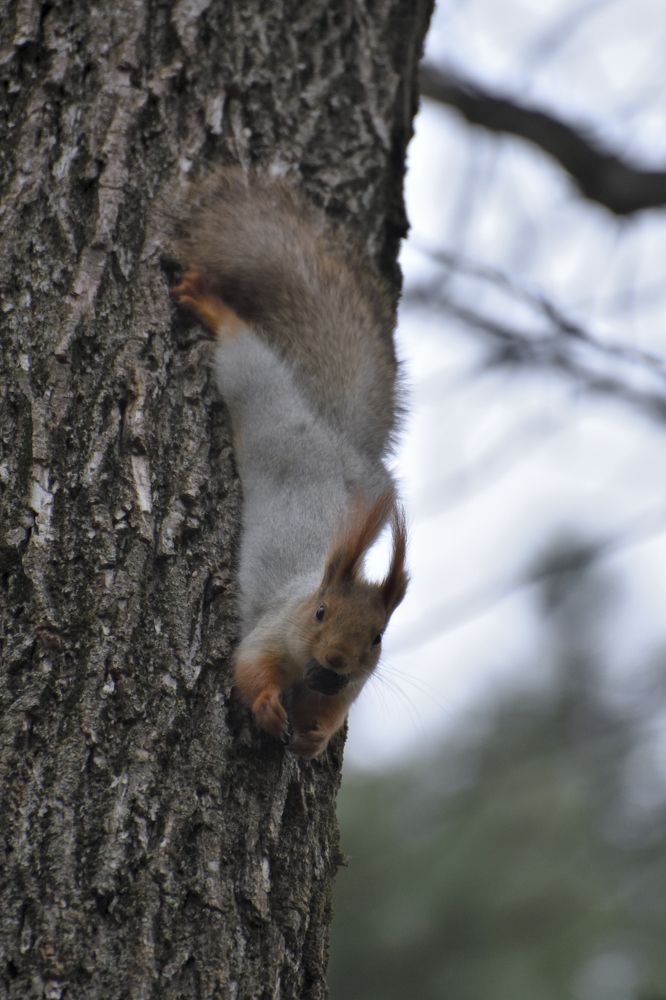 Белка и орех