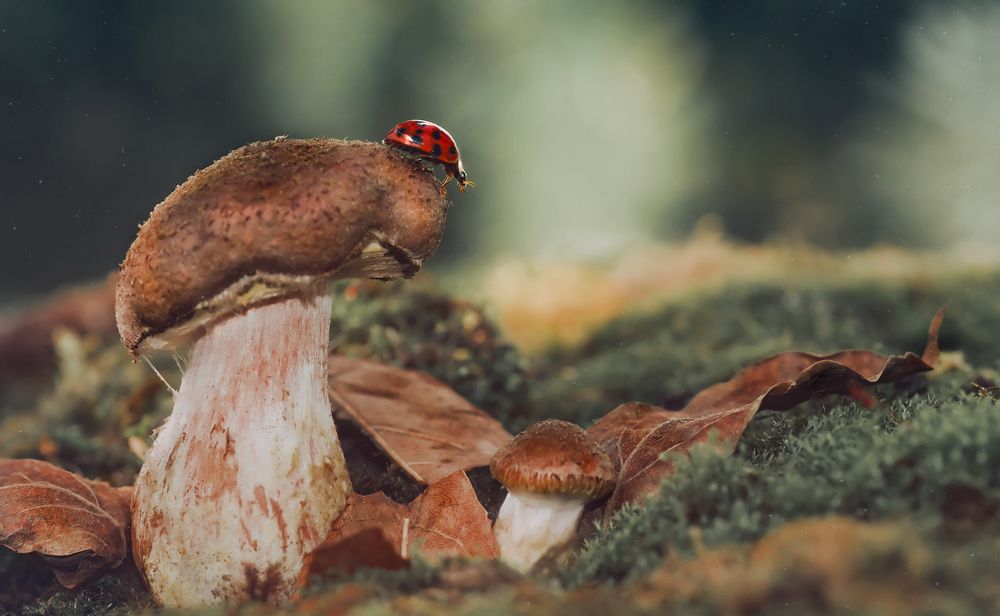 Photograph by Тараненко Анжелика