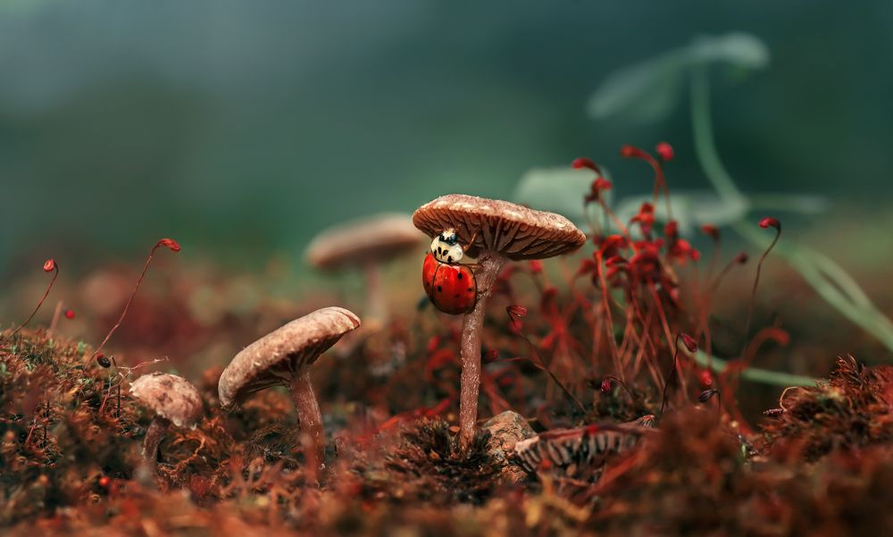 Photograph by Тараненко Анжелика