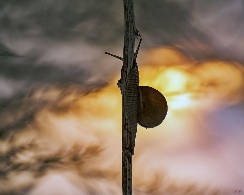 Photograph by Csaba Tálos