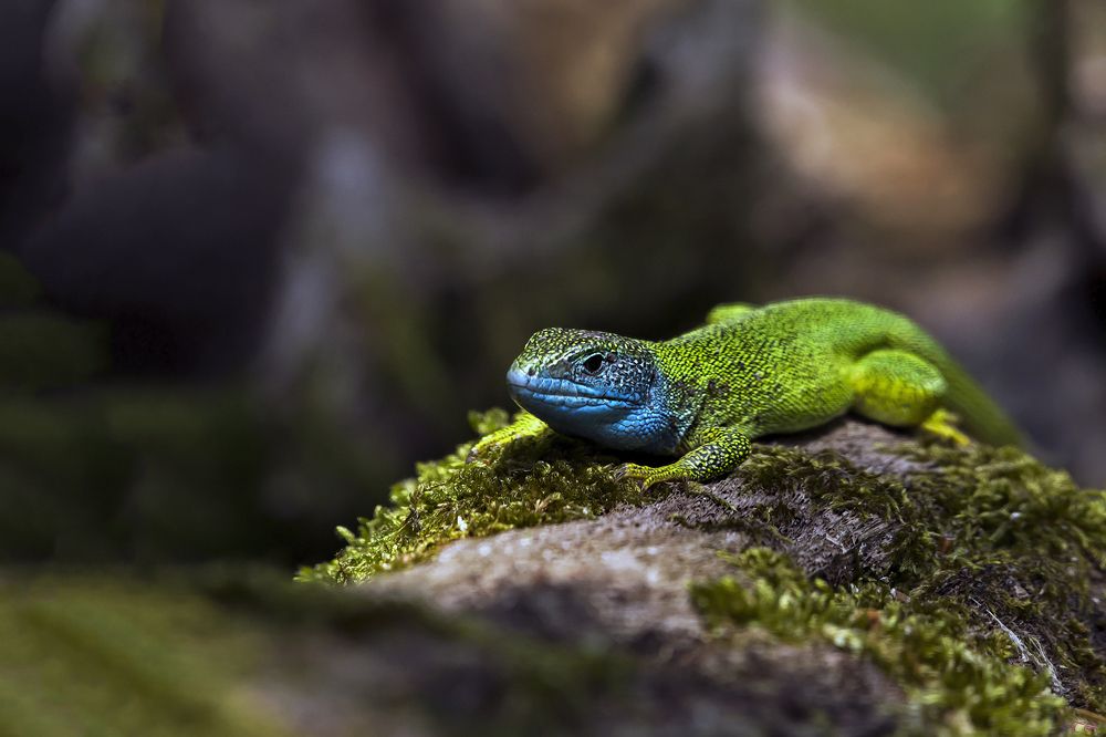 Photograph by Csaba Tálos