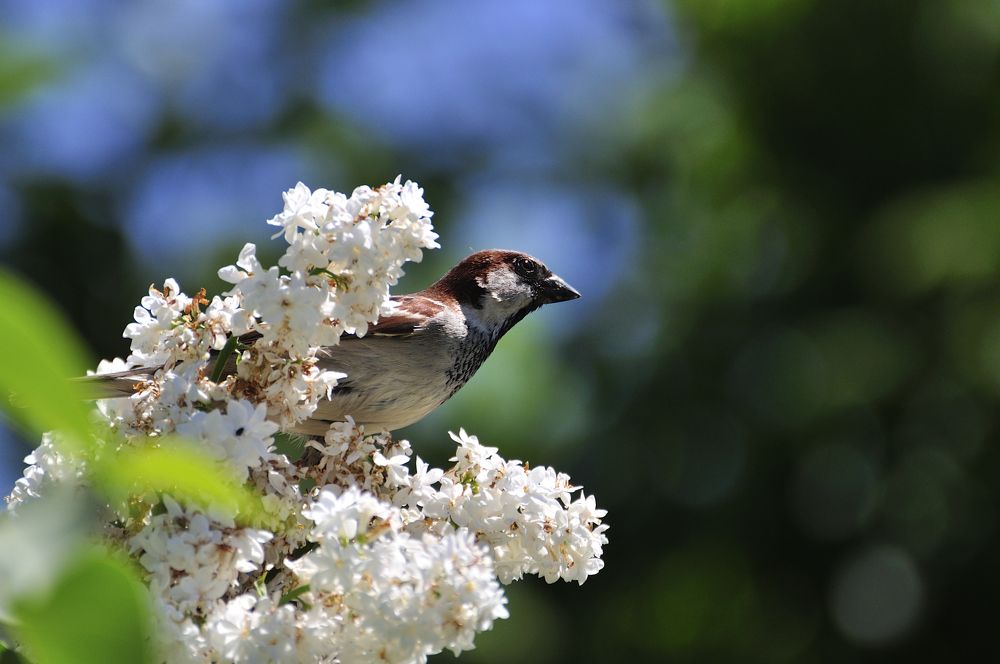 Маскировочка