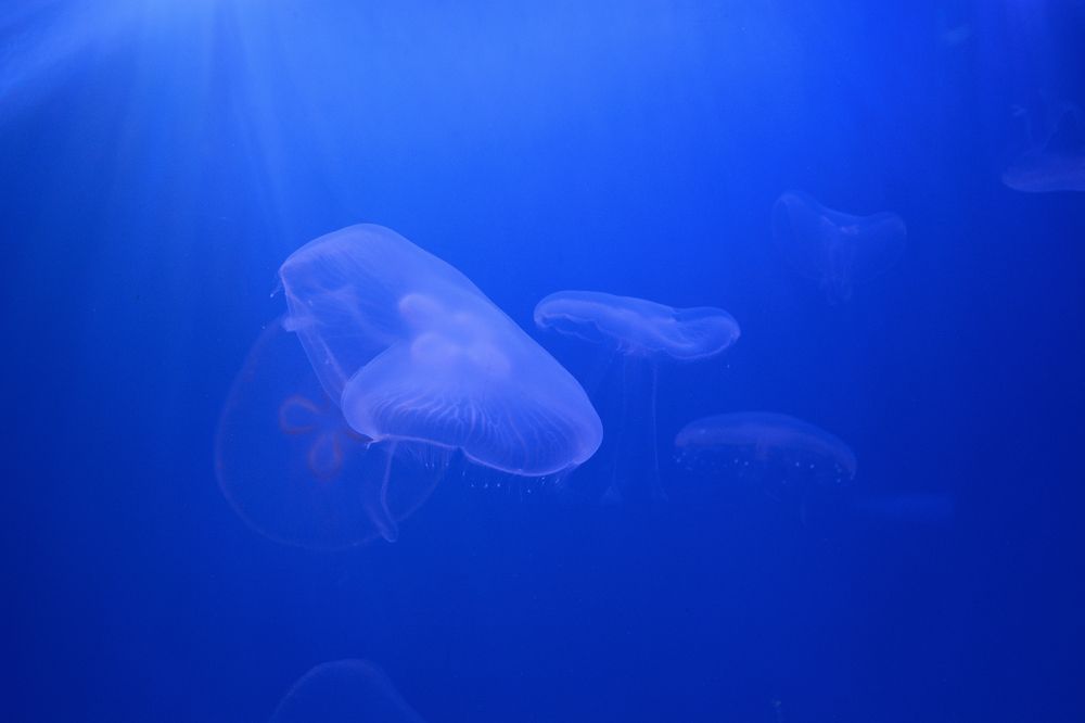 Медузы, как обычное может выглядеть необычно.