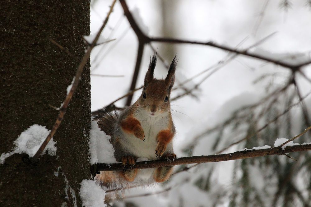 Есть орехи - есть фото! (If there are nuts - so there is a photo!)