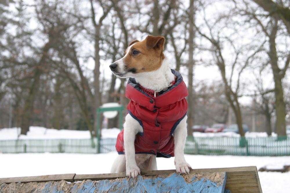 Зимняя прогулка