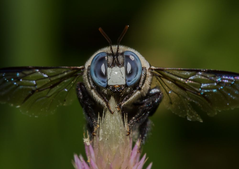 The Stare Of Carpenter Bee