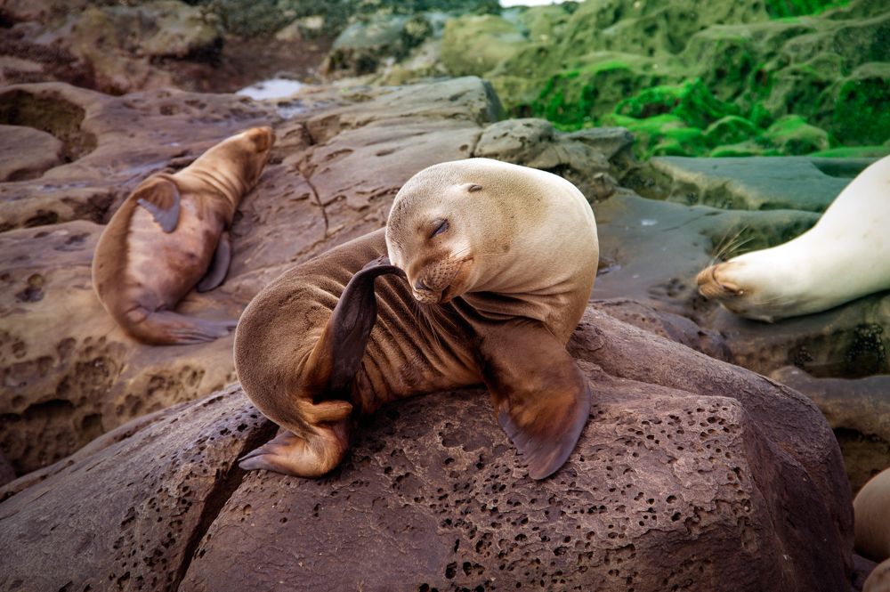 Милый и стеснительный