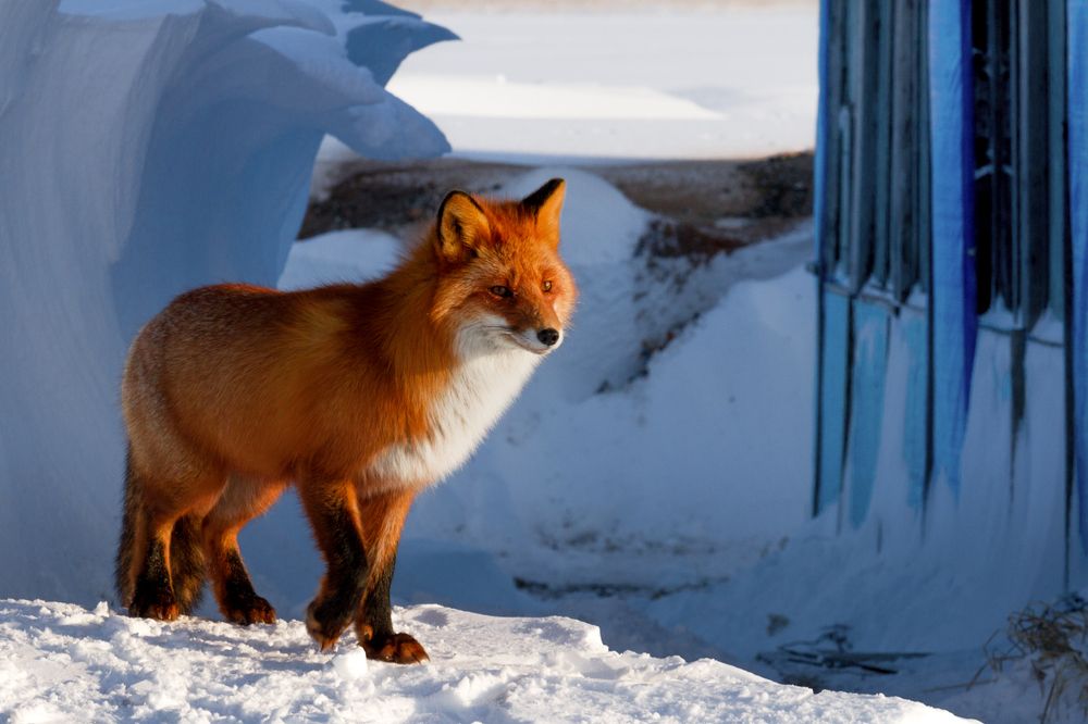 Незванный гость