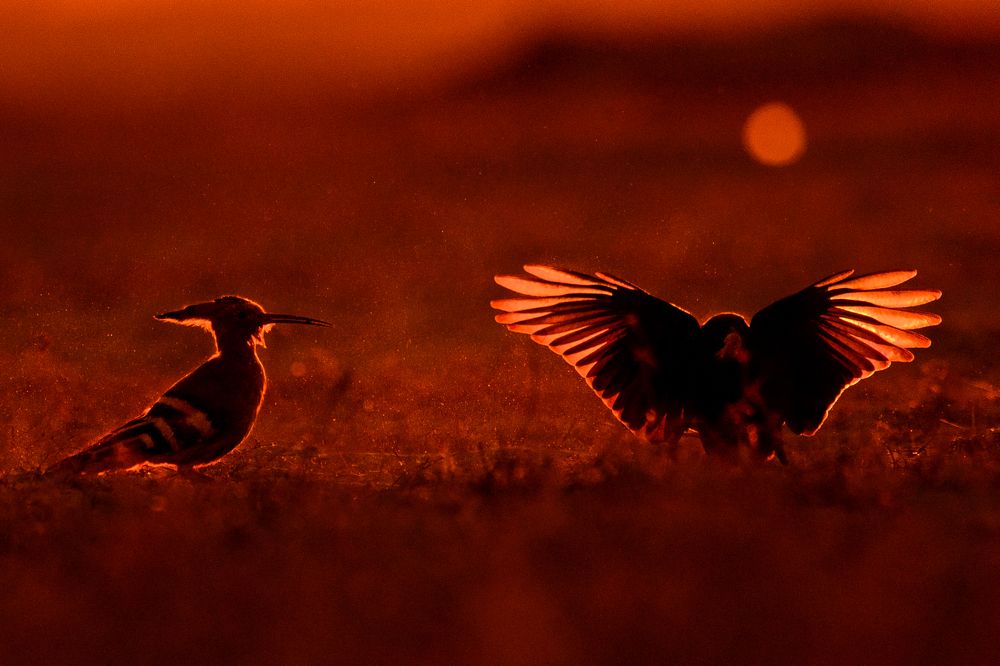 Drongo Snatching From Hoopoe