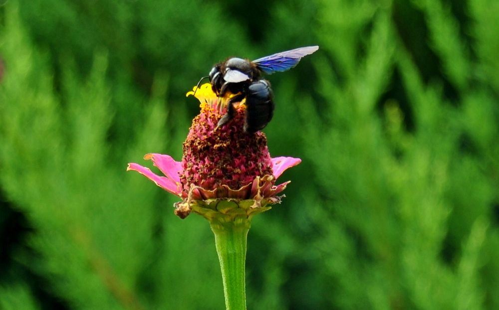 Фотография автора Армен Гарибян