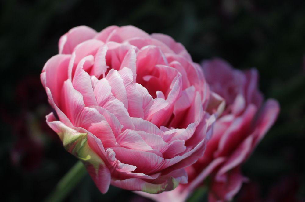 Photograph by Ульяна Барышникова