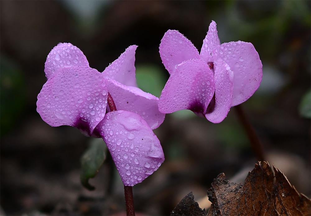 Photograph by Михаил Колтухов