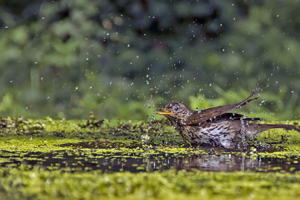 Photograph by Csaba Tálos