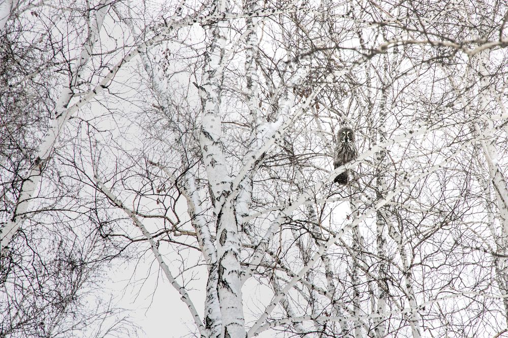 Бородатая неясыть
