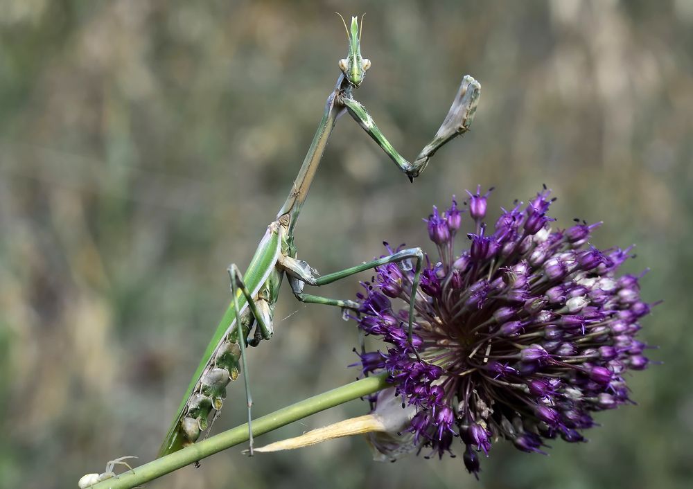Эмпуза полосатая