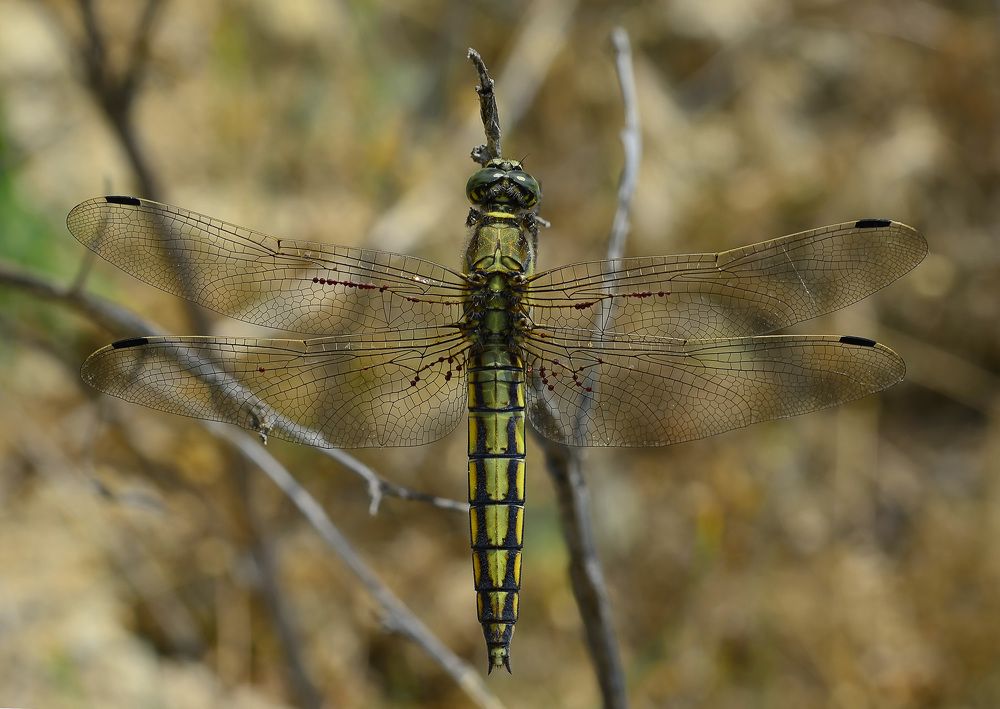Решетчатая стрекоза