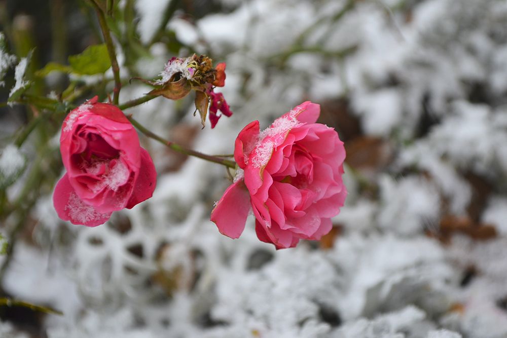 Зимняя розочка.