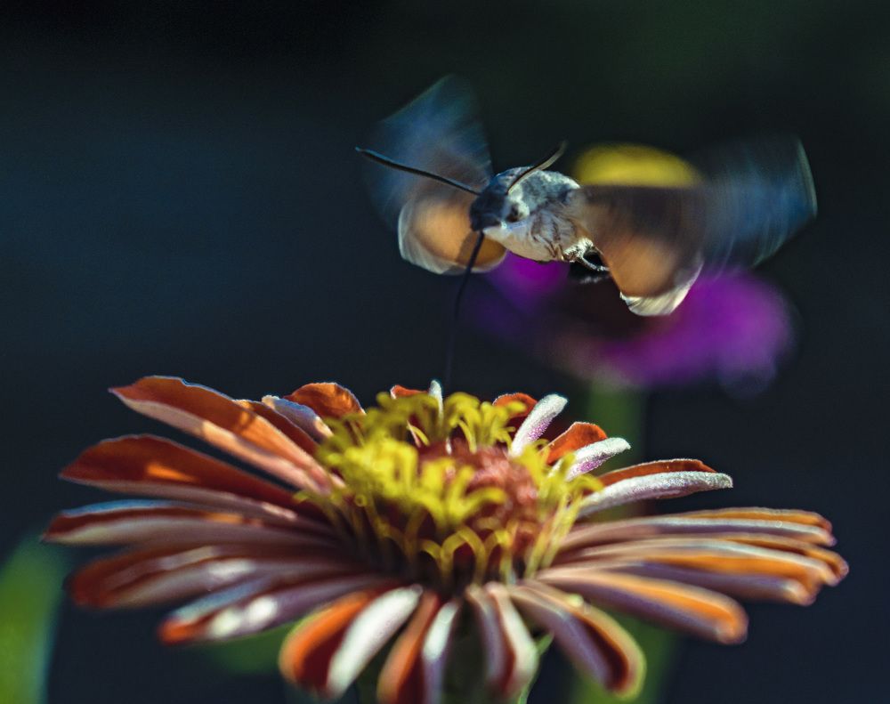 Цветочный махолёт