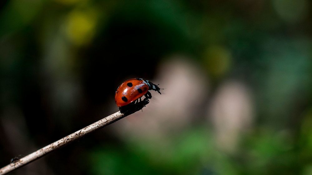 Ladybug