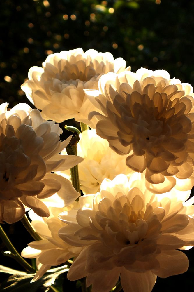 Хризантема в закатных лучах