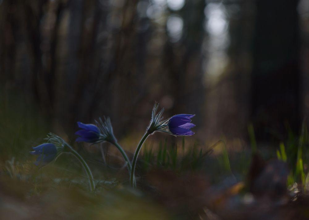 Photograph by Кузнецов Дмитрий
