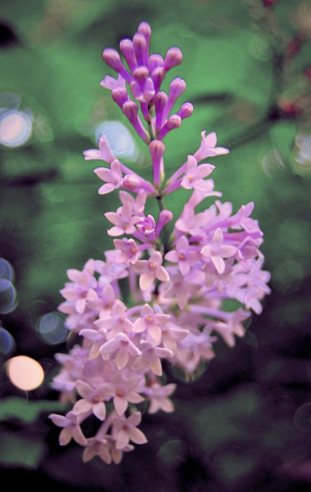 Фотография автора Армен Гарибян