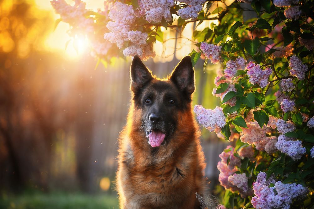 сиреневое настроение...