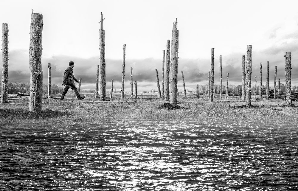 Жизнь деревьев