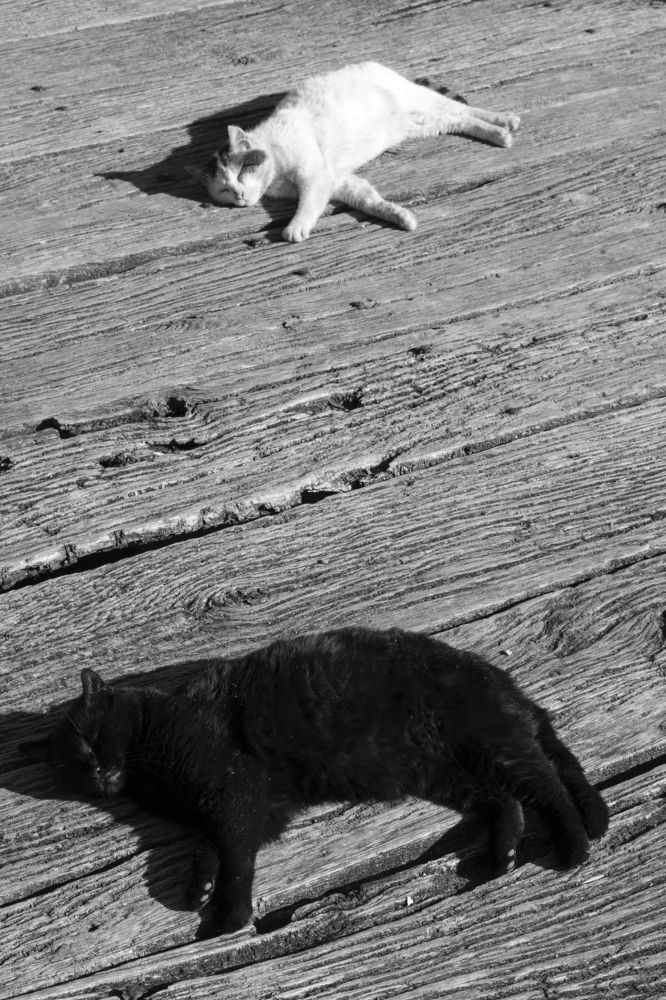 Crna mačka, beli mačor.