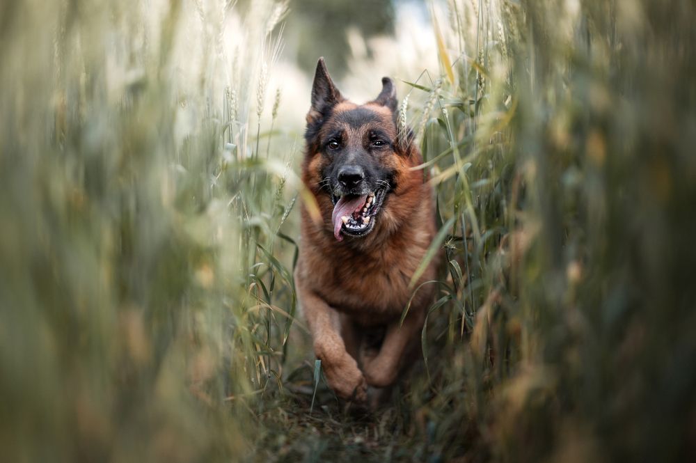 Жизнь хороша...