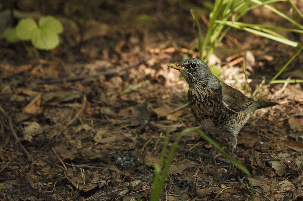 Наблюдатель