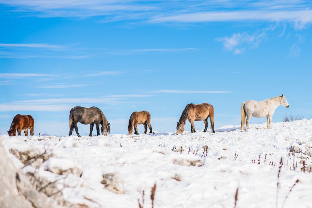 Wild horses fight against winter