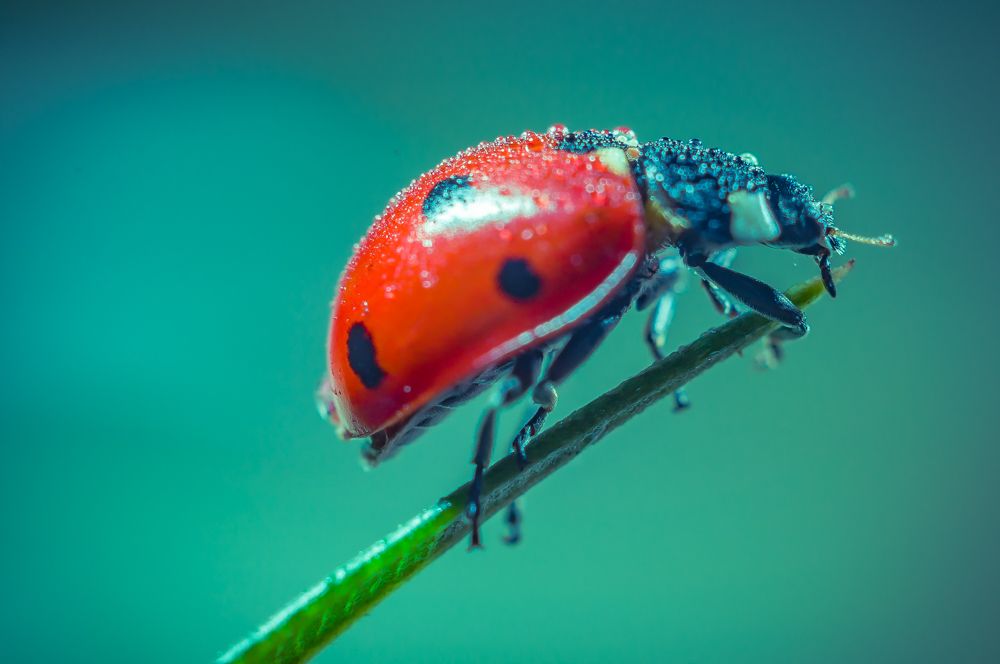 Red Ladybug