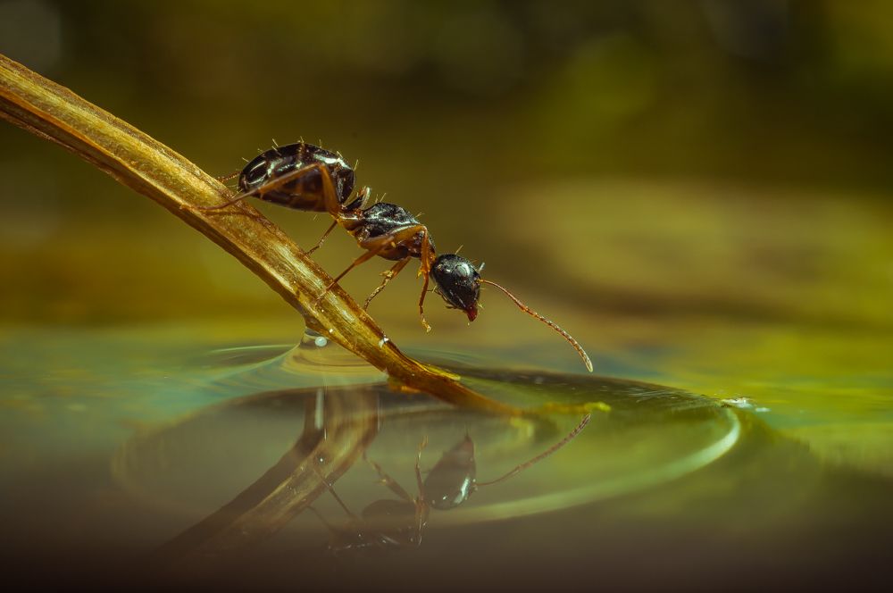 Ant in lake