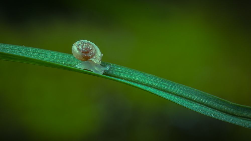 Small snail