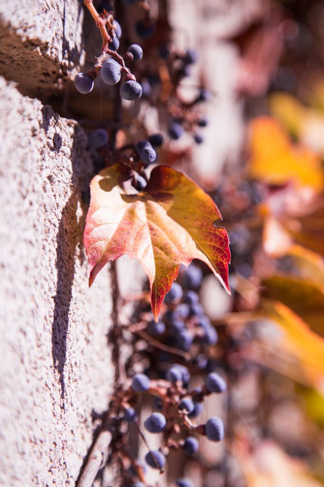 виноградный лист