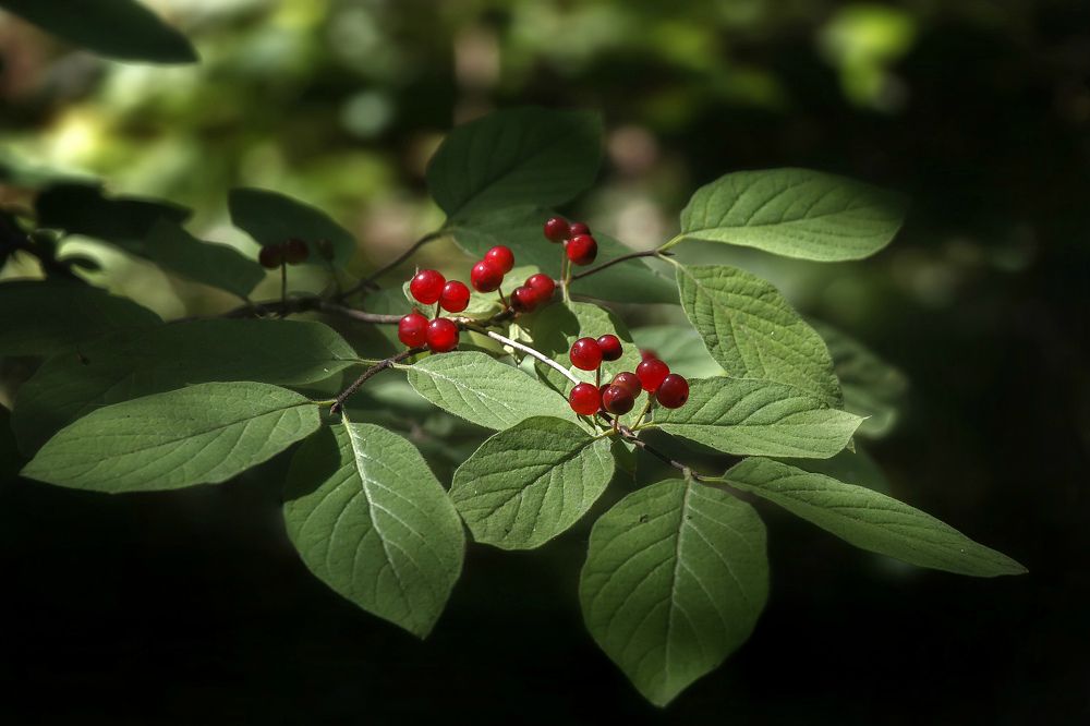 В солнечных лучах