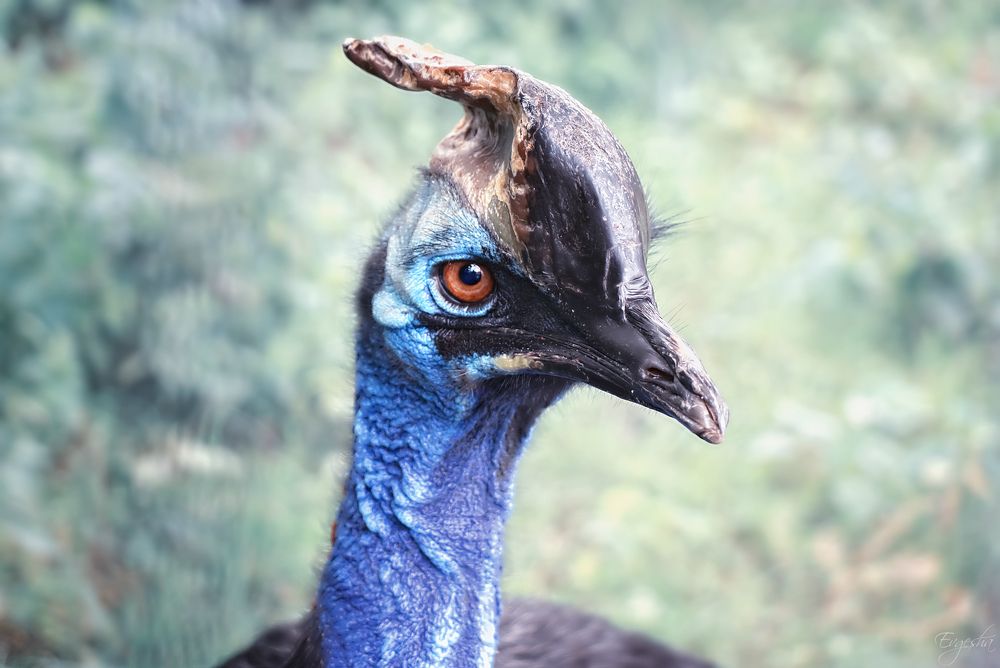 В синем цвете