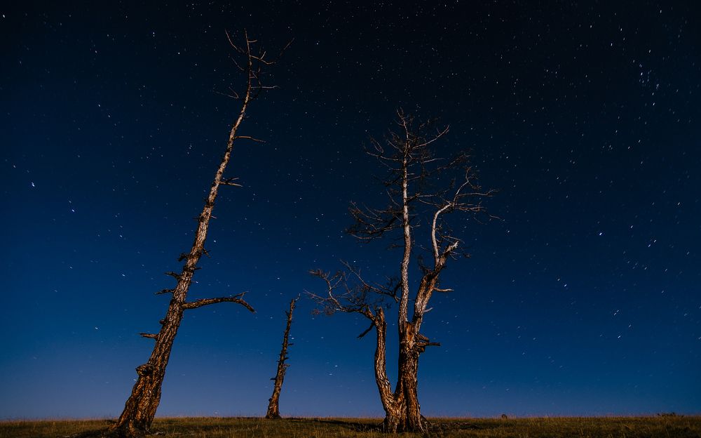 Ночная троица