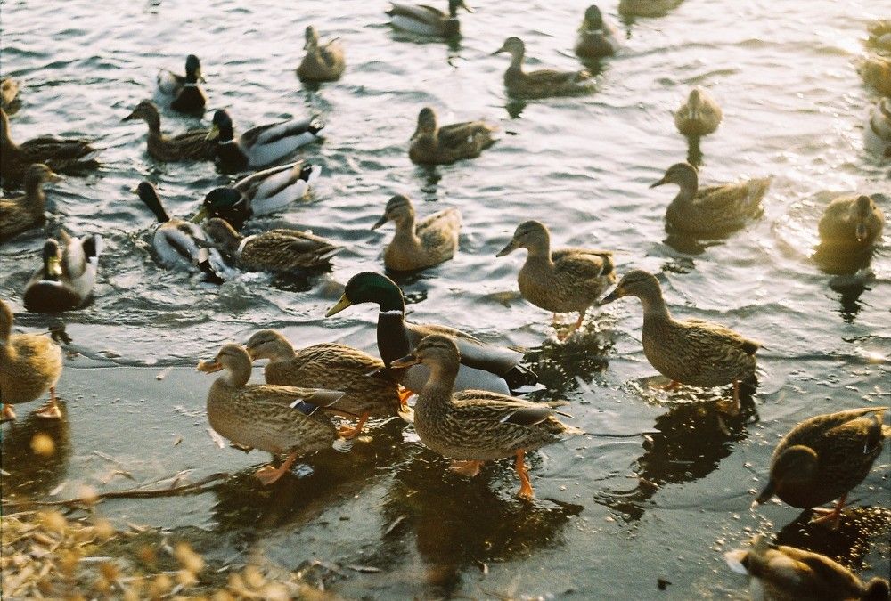 Photograph by Денис Игоревич Нестеров