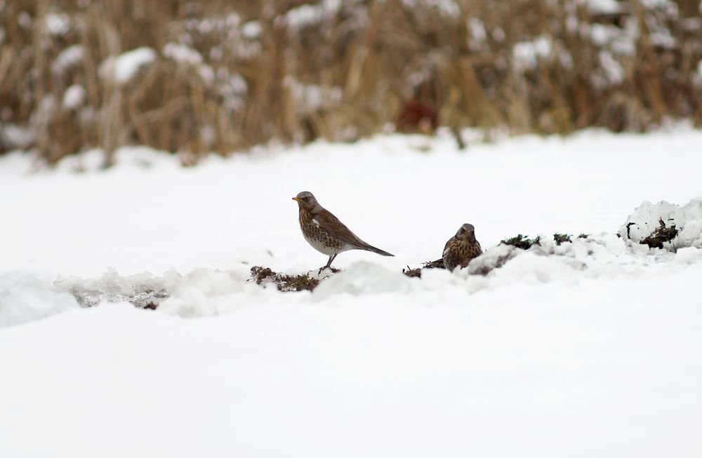 Photograph by Денис Игоревич Нестеров